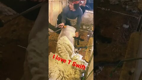 Sometimes You Can't Help Your Self When Your Jam Comes On The Radio #shearing #sheep #ewes #farmlife