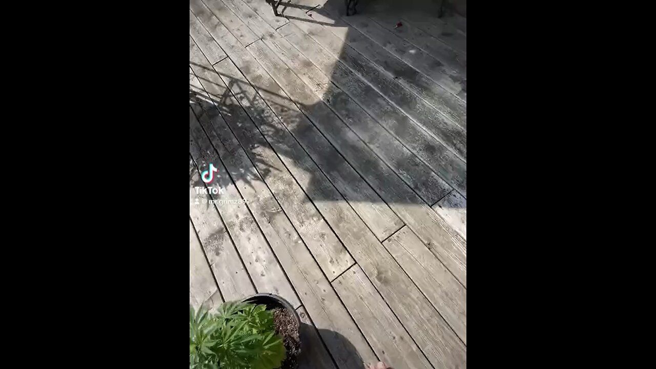Freedom