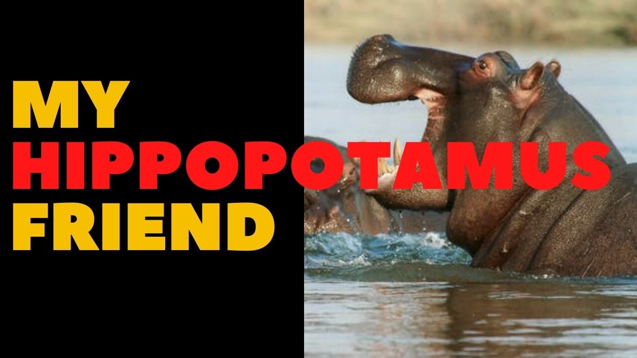 My Hippopotamus Friend
