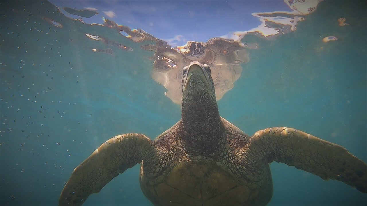 Thomas Filming Sea Turtles in Waikiki on the island of Oahu in Hawaii.