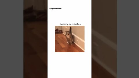 Funny Cat Meme