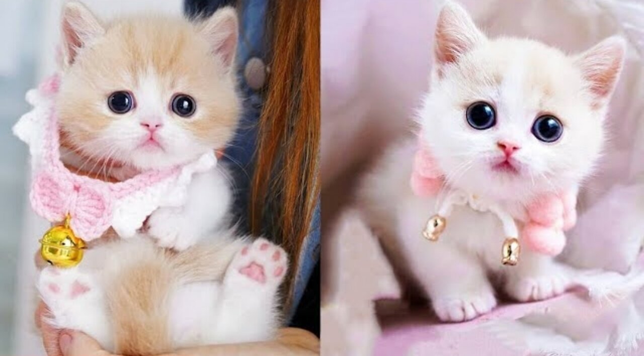 baby cats-cute and fanny cat vibeos