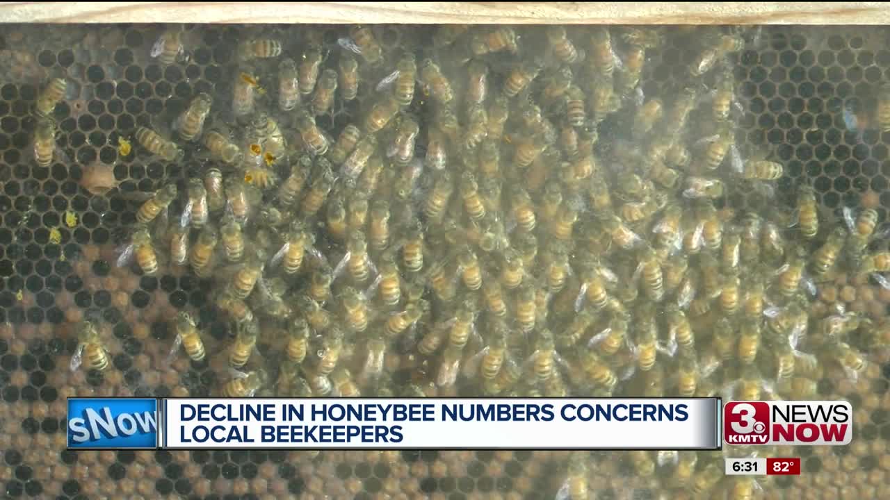 Honeybee Decline