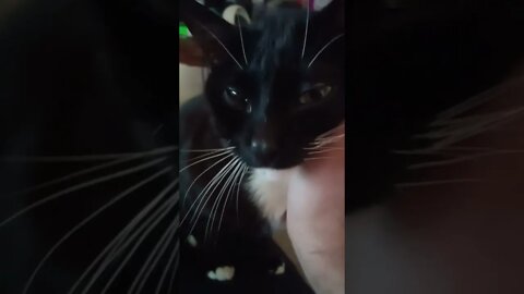 kitty wanting attention #shorts #shortsvideo #shortsfeed