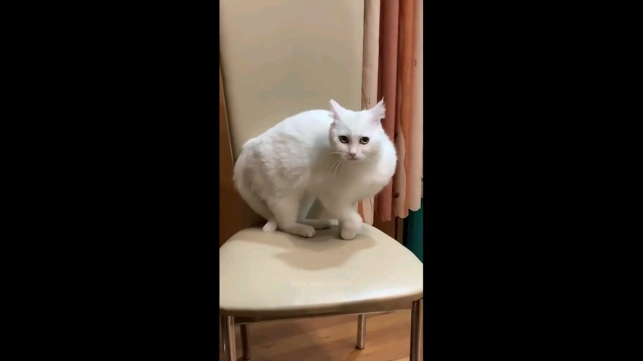 Funny pet... #pet #ramble #trending #full masti