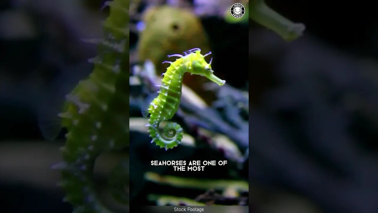 Sea Horse 🌊 How Do They Move in Water?