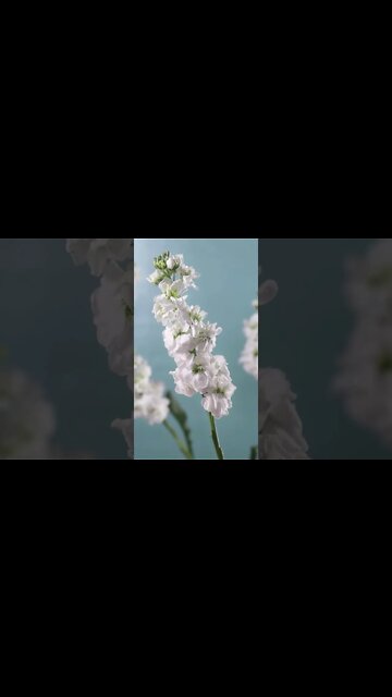 #sleep #meditation #shorts