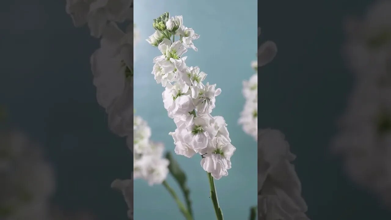 #sleep #meditation #shorts