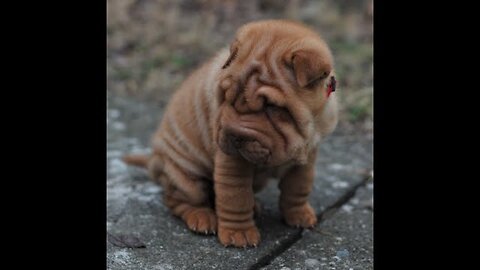 Meet Miles the Sharpei