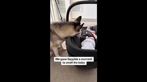 Sapphie the pomsky introducing sapphie to newborn brother ❤️our