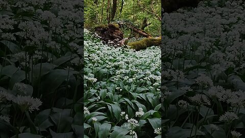 wild Garlic Flowers Mendips