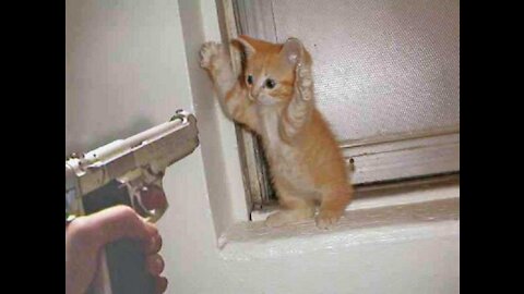 OMG So Cute ♥ Funny Cats and Dogs 2021 #33