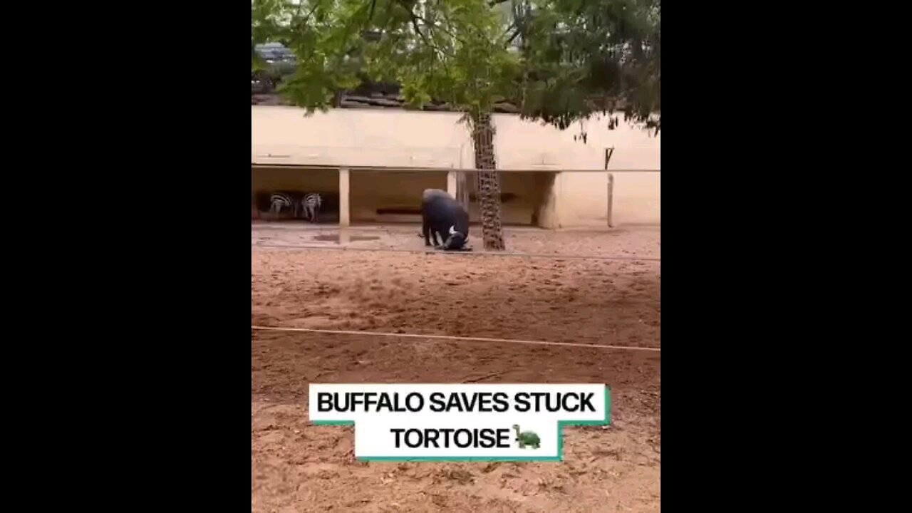 Intelligent Buffalo
