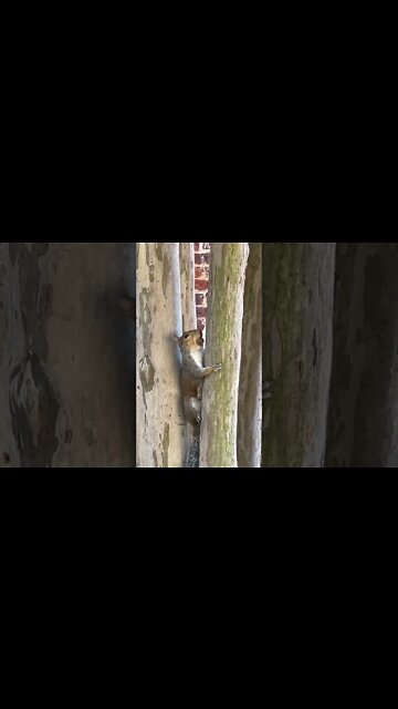 Feeling Nutty and Squirrelly #Shorts