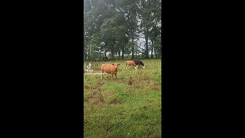 Cows and calves grazing.