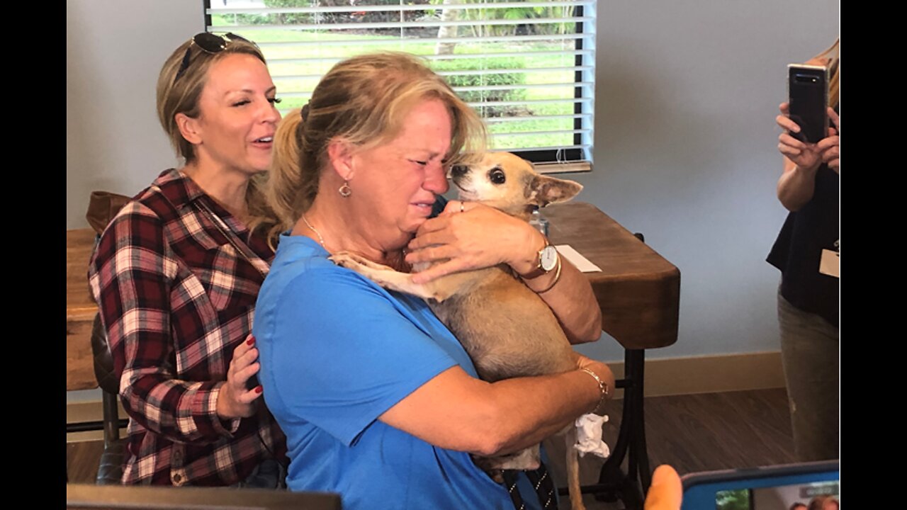 Aerial reconnaissance brings comfort to Bahamians searching for pets