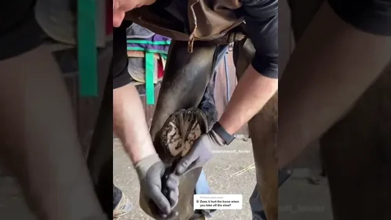 Answer to aubr3y #satisfying #fy #samdracottfarrier #farrier