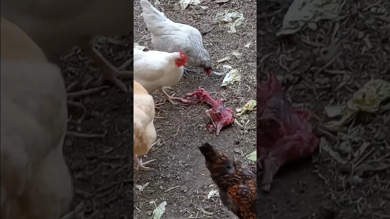 chickens eating rabbit