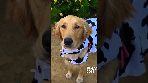 Cow dog Artie here to bring some smiles 🥰❤️ (please get this viral) #shorts #subscribe #funny