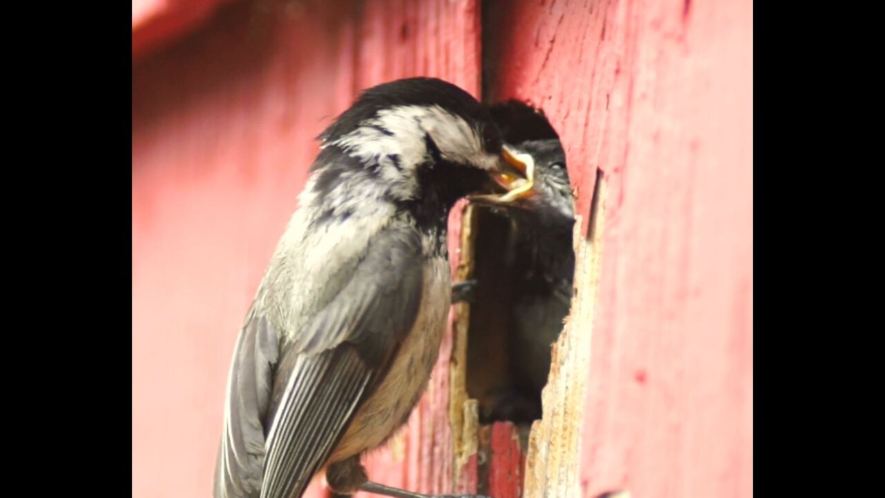 Birds Feeding Chicks