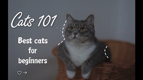 Cats 101 - Best Cats for Beginners