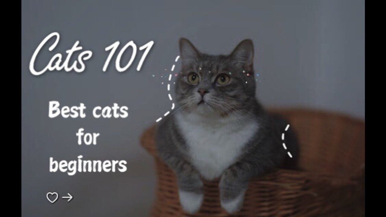 Cats 101 - Best Cats for Beginners