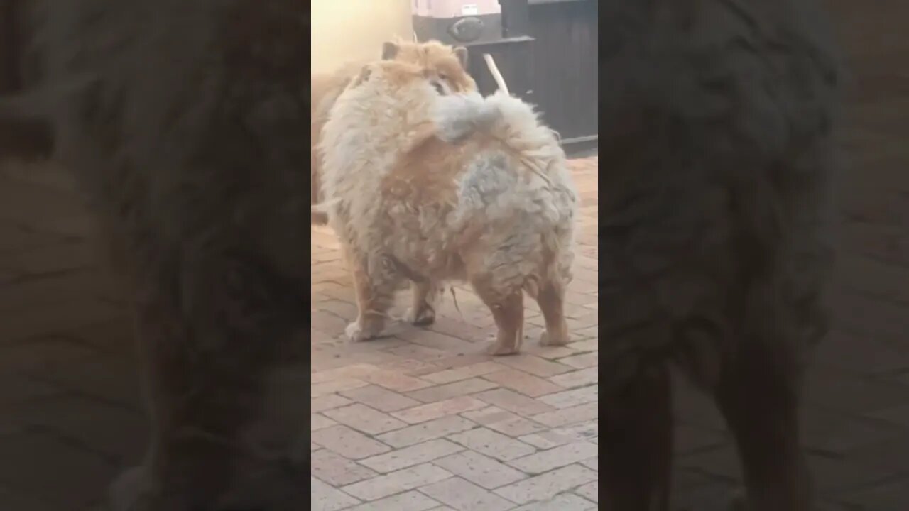 #shorts Chow Chow Dog Living in South Africa Num: 6 #chowchowpuppies #chowchowdog #southafricachows