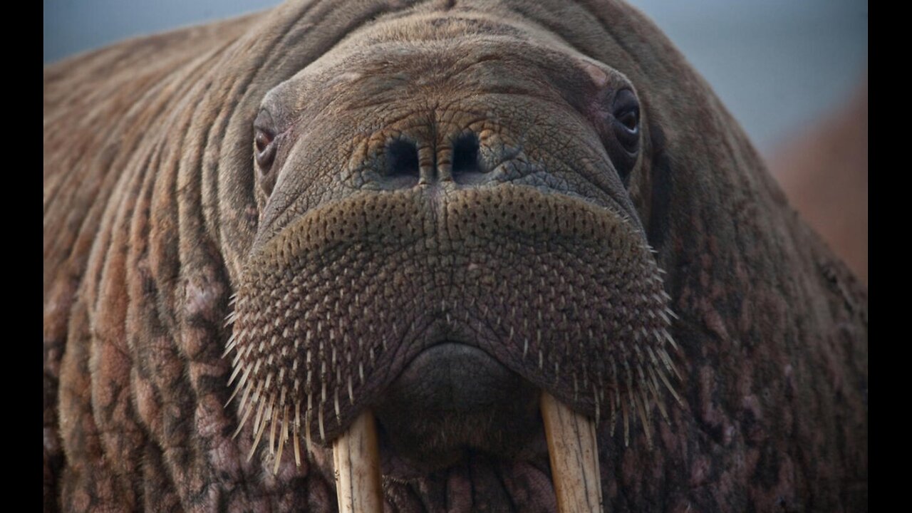 I am the Walrus