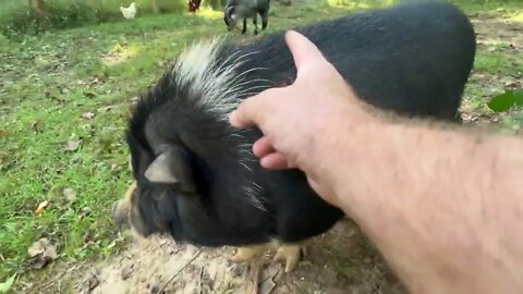 Buddy the pig finds a stick!