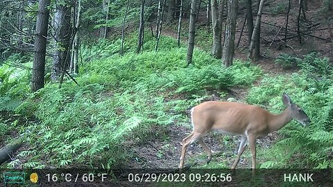 Partridge and chicks, Skunk and kit and Deer with hurt leg