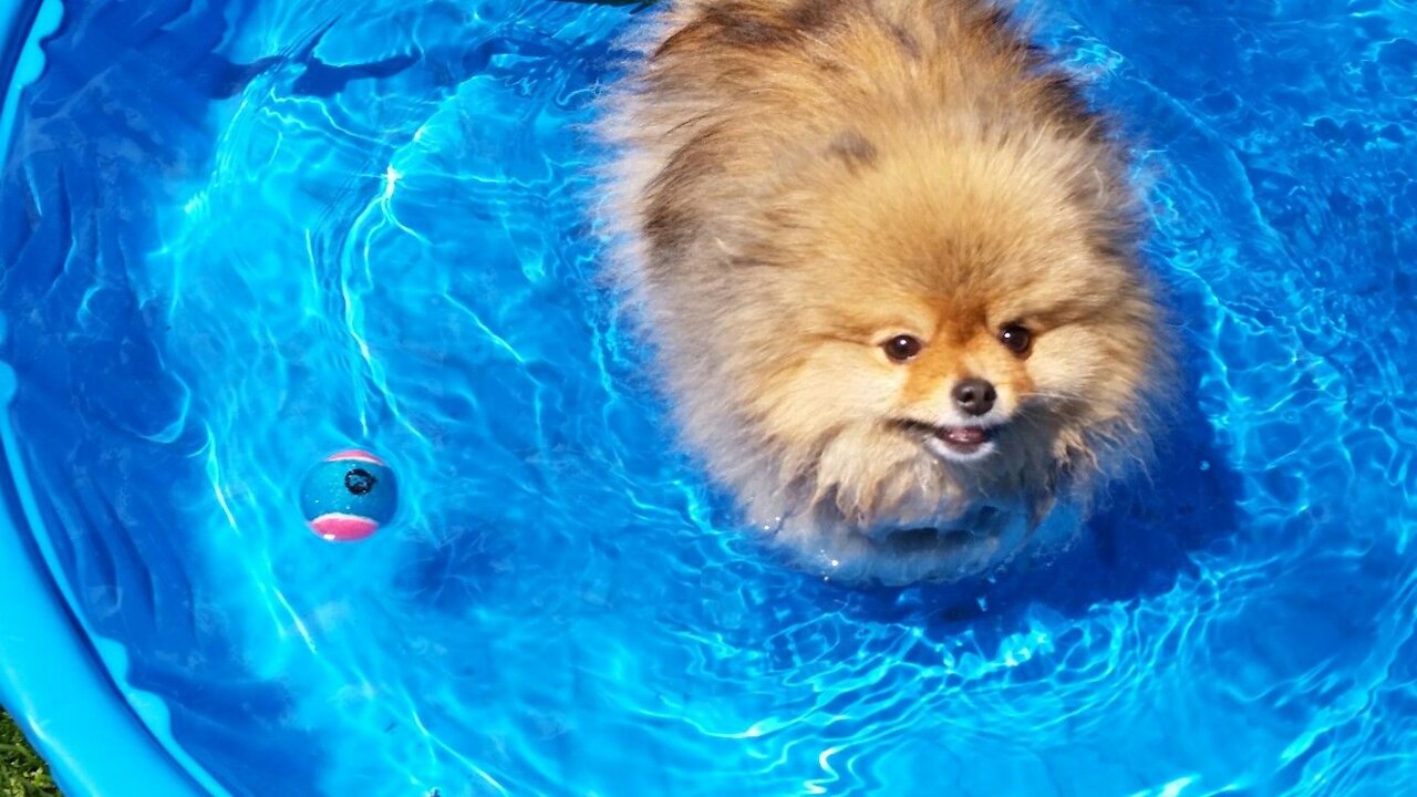 Small puppy swimming in water. Funny pets