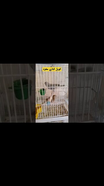 مسابقة أحسن طائر حسون مغرد روعة