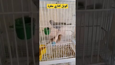 مسابقة أحسن طائر حسون مغرد روعة