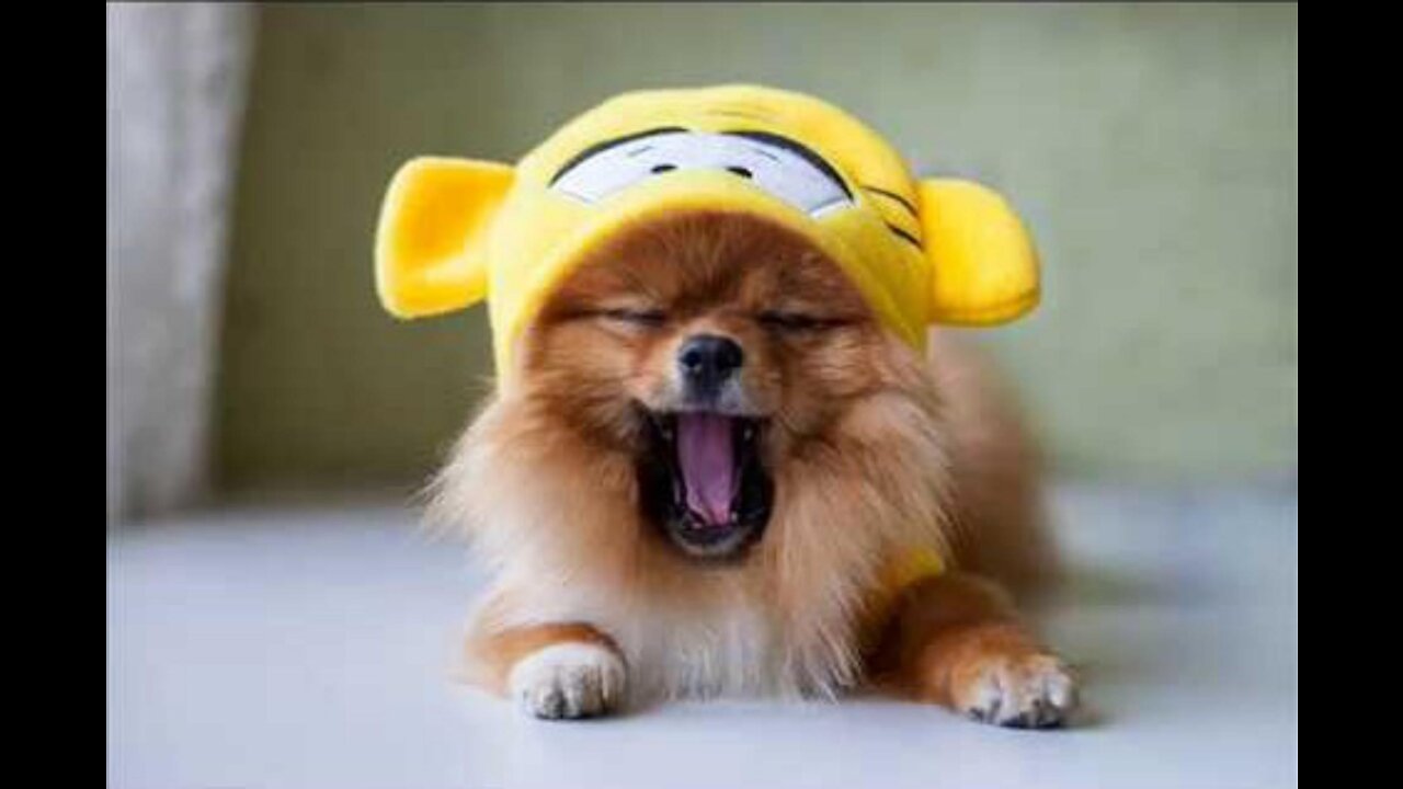 Photos Of Cute Pomeranian Dogs, The Cutest Dogs #Pomeranian Breed #2022