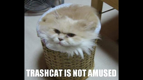 Wonderful cats Beautiful cats and wonderful domestic animals well trained and loved