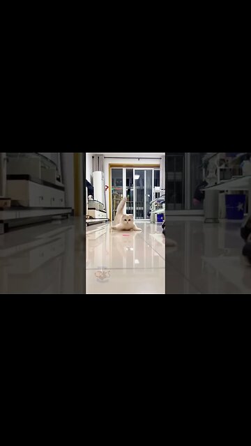 Funny Kitten Chasing Laser from @FunnyMonkey269 😂 #funnycat -#funnycat #funnyanimals