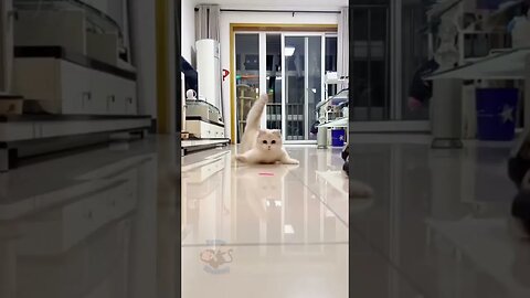 Funny Kitten Chasing Laser from @FunnyMonkey269 😂 #funnycat -#funnycat #funnyanimals