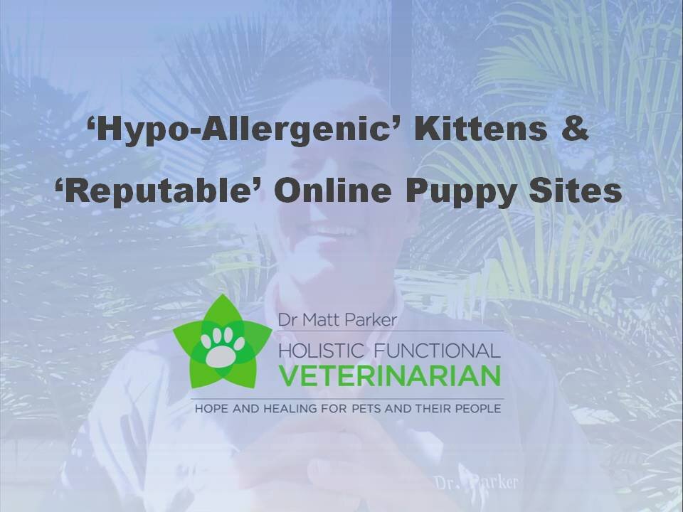 Hypo-Allergenic Kittens & Cats? Reputable Online Puppy Sites?