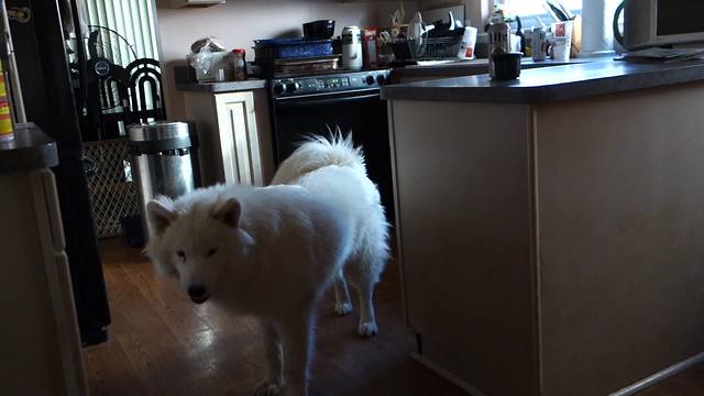 Puppy Has His Own Happy Dance