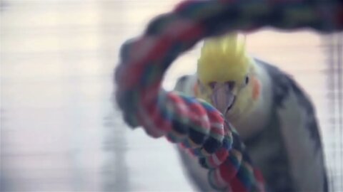 Close-up on Cockatiel Bird In Cage slow motion