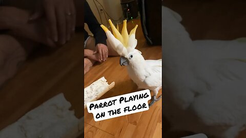 Crazy Wild Cockatoo on the Floor #cockatoo #parrotlife #familychannel