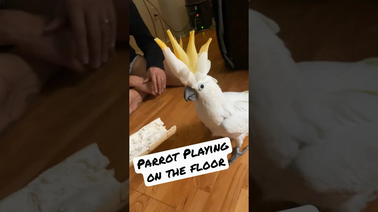 Crazy Wild Cockatoo on the Floor #cockatoo #parrotlife #familychannel