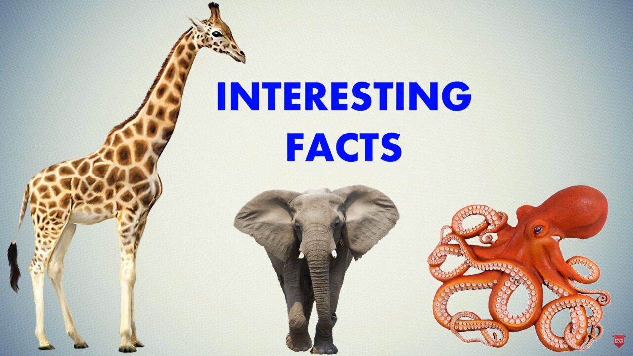 Interesting Facts You Should Know About Animals Birds Insects.