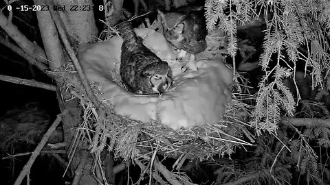 Albert Arrives With Dinner 🦉 03/15/23 22:22