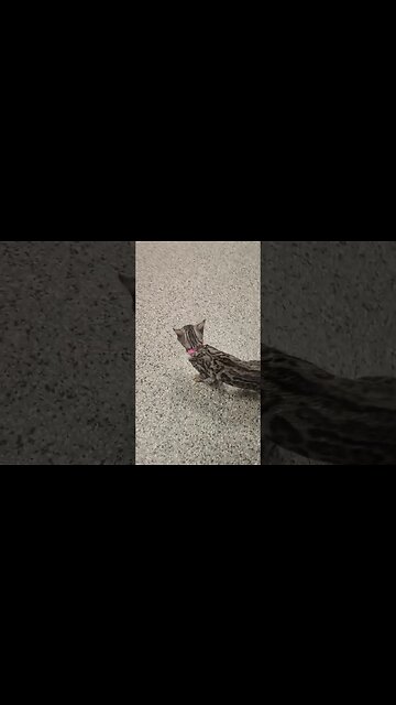 Loki the Bengal Cat kitty exploring at the Vet