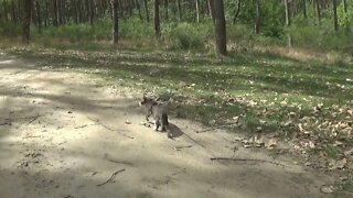 Kitten Walks through Forest near a River