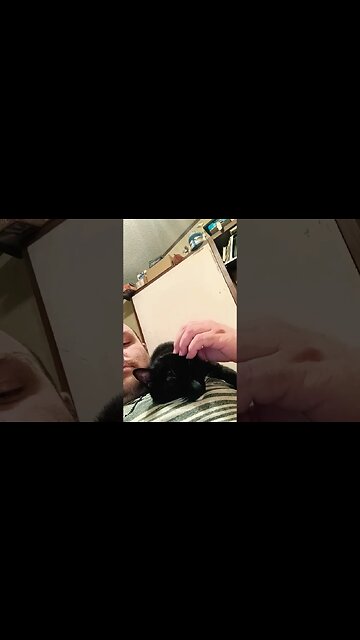 Kitty sleepin #shortsfeed #cat #shortsvideo #cutekitty #youtubeshorts #kittycat #catshorts