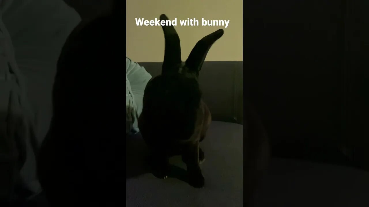 Weekend with bunny | Minirex rabbit | Black pet #bunny #minirex #rabbit #shorts