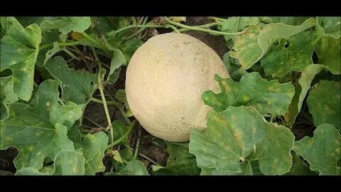 It's a melon! Garden update 8-20-23