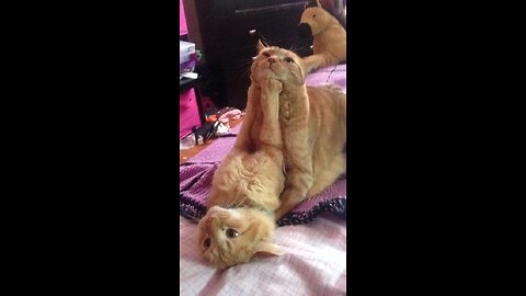 Playful Cats Caught in the Act!